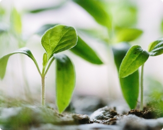 Sprouting plants