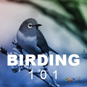 Birding 101