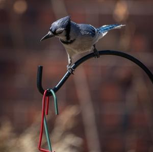 Homeschool: Backyard Birds Bookmark